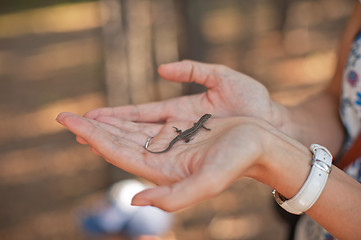 Image showing In the forest