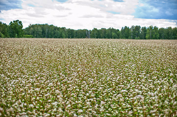 Image showing Buckwheat field 