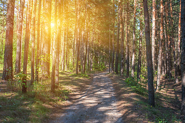 Image showing Forest