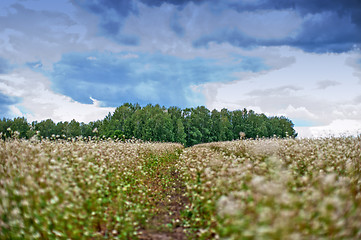 Image showing Buckwheat field and road