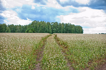 Image showing Buckwheat field and road