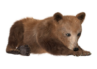 Image showing Brown Bear Cub