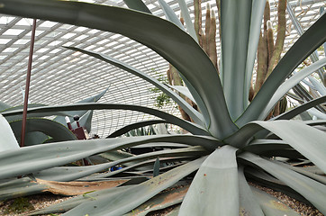 Image showing Close up of huge agave plants