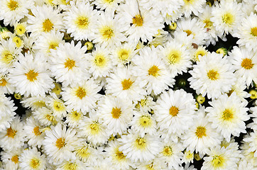 Image showing Chrysanthemum flower in the Gardens by the Bay