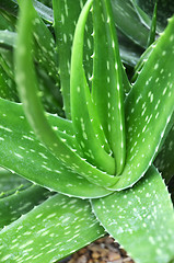 Image showing Aloe vera