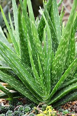 Image showing Aloe vera