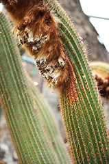 Image showing Wooly cactus
