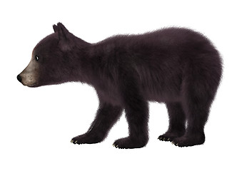 Image showing Black Bear Cub