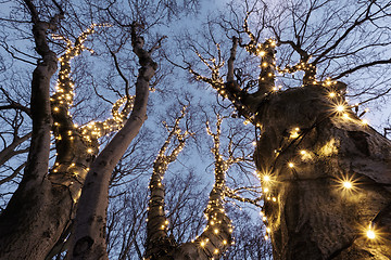 Image showing Illuminated tree 