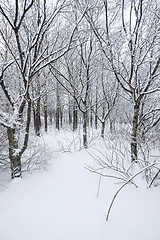 Image showing Winter forest