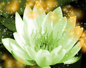 Image showing Water lily