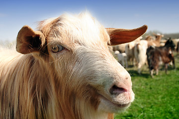 Image showing Goat