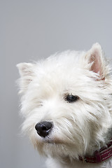 Image showing white terrier