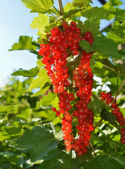 Image showing Red currant