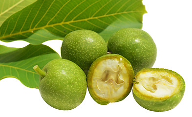 Image showing Green young walnuts in husks