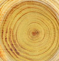 Image showing Wood slice