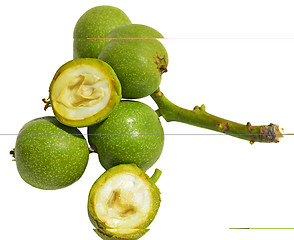 Image showing Green young walnuts