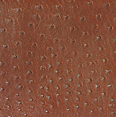 Image showing Leather