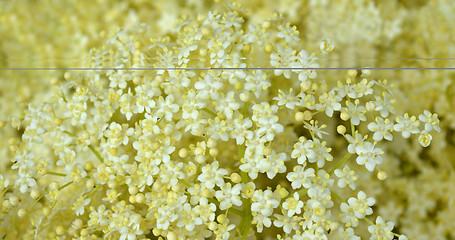 Image showing Blossom elderberry