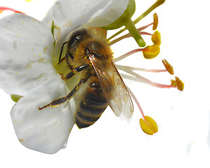 Image showing Bee collects pollen