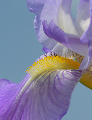 Image showing Iris flower