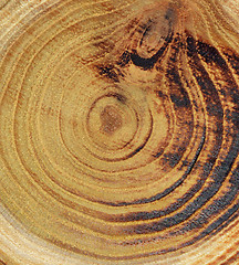 Image showing Wood slice