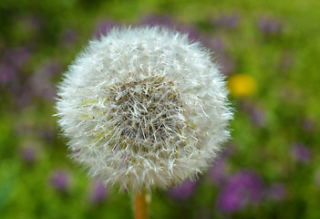 Image showing Dandelion