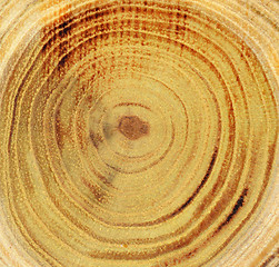 Image showing Wood slice