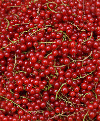 Image showing Redcurrant