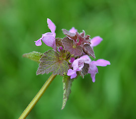 Image showing Lamium purpureum