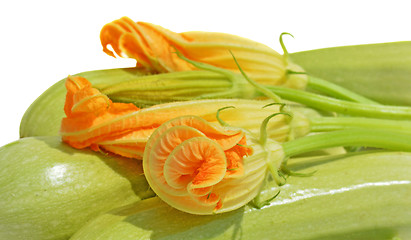 Image showing Yellow courgette blossoms