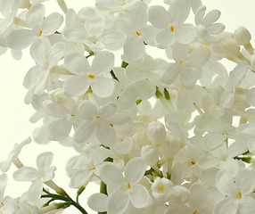 Image showing White Lilac