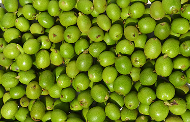 Image showing Green young walnuts