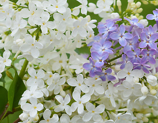 Image showing Lilac