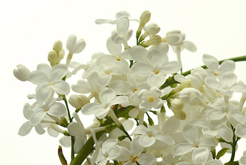 Image showing White Lilac