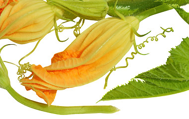 Image showing Yellow courgette blossoms with tendril