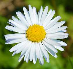 Image showing Daisy