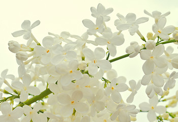 Image showing White Lilac