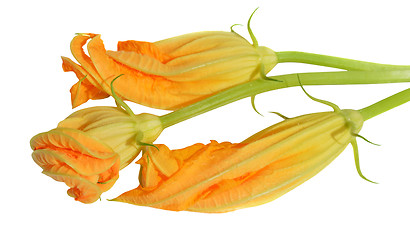 Image showing Yellow courgette blossoms