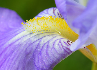 Image showing Iris flower