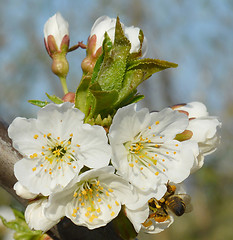 Image showing Spring