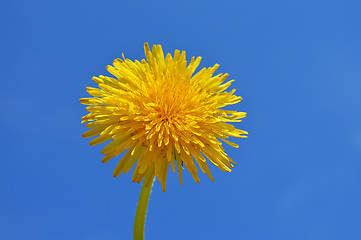 Image showing Dandelion