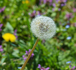 Image showing Dandelion