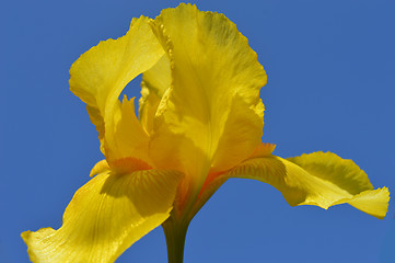 Image showing Iris flower