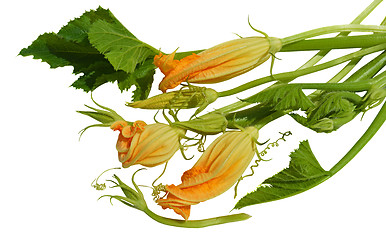 Image showing Yellow courgette blossoms