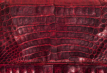 Image showing Alligator leather