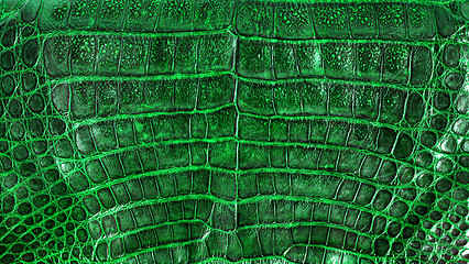 Image showing Alligator leather