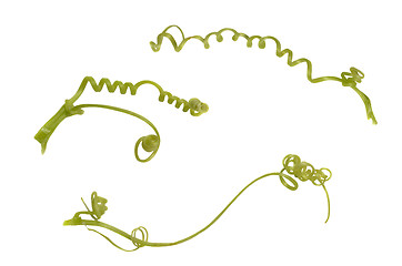 Image showing Tendril from courgette