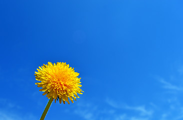 Image showing Dandelion