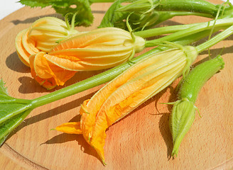 Image showing Yellow courgette blossoms